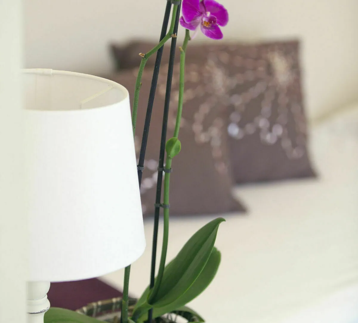 Guest House Amaranto Romano  Rome